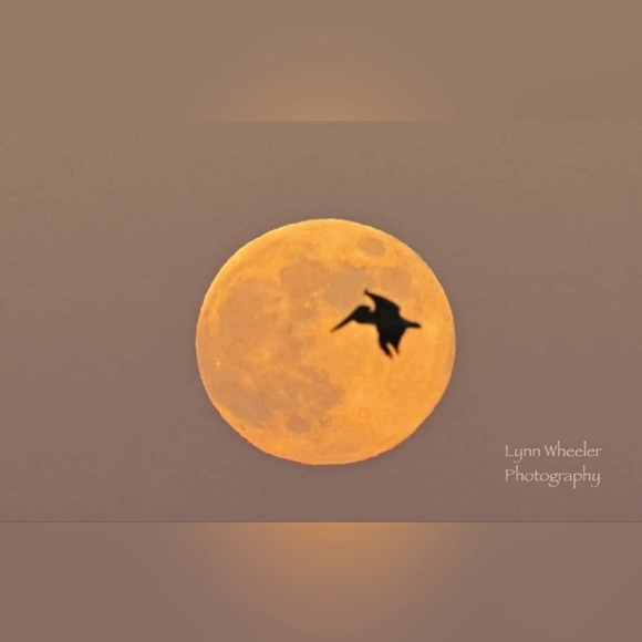 Meet your Posher, Posh - Picture 1 of 1